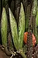 Stapelia gigantea