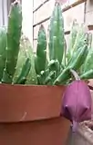 The flower buds of Stapelia leendertziae