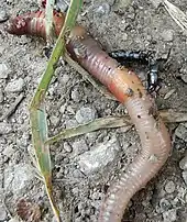 Adult attacking an earthworm