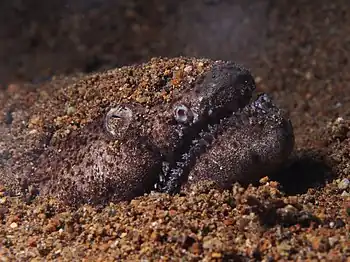 Image 15Brachysomophis cirrocheilosPhotograph credit: Rickard ZerpeBrachysomophis cirrocheilos, the stargazer snake eel, is a marine fish belonging to the family Ophichthidae. It is native to shallow tropical and subtropical waters in the western Indo-Pacific region. It hunts at night for crustaceans and small fish, after which it submerges itself into the sediment tail first and remains there all day, with just its eyes and the top of its head projecting, as seen here in Batangas Bay in the Philippines.More selected pictures