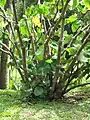 In Futuna, kava plants (piper methysticum) are offered at the katoaga