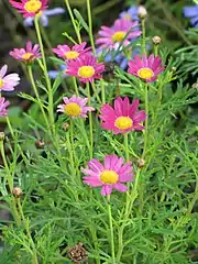 Hybrid garden marguerite