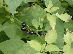 Solanum americanum