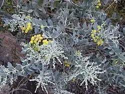 Acacia podalyriifolia foliage