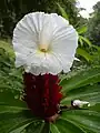 Cheilocostus speciosus (crêpe ginger)