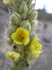 Verbascum thapsus