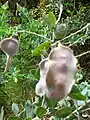 Acacia podalpodalyriifolia seedpods