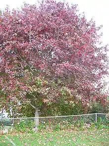 Some trees, such as this American sweetgum at Keokea, Maui, develop bold fall colors in subtropical or tropical areas.