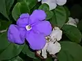 Brunfelsia australis : age-related colour-change of flower.