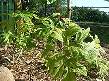 Polynesian arrowroot, Tacca leontopetaloides, mature plants