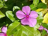 Catharanthus roseus contains monoterpenoid indole alkaloids