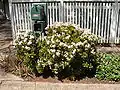 Flowering specimen at a street side