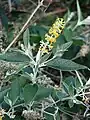 Inflorescence and leaves