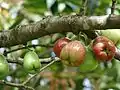 fruit of Syzygium malaccense