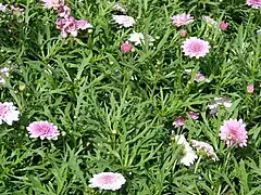 Foliage and flowers of 'Summer Melody'