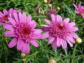 Enlarged central florets, all pink