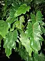 Juvenile leaves of Philodendron xanadu