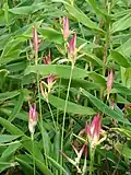 Heliconia psittacorum flowers and leaves