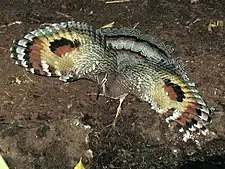 Large brown patterned ground bird with outstretched wings each with a large spot in the centre