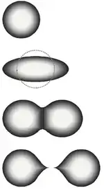 Image 48The stages of binary fission in a liquid drop model. Energy input deforms the nucleus into a fat "cigar" shape, then a "peanut" shape, followed by binary fission as the two lobes exceed the short-range nuclear force attraction distance, then are pushed apart and away by their electrical charge. In the liquid drop model, the two fission fragments are predicted to be the same size. The nuclear shell model allows for them to differ in size, as usually experimentally observed. (from Nuclear fission)