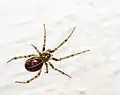 Steatoda castanea