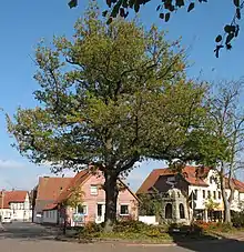 Steinhude (Peace oak) Friedenseiche