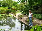 water-lily dams