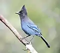 Steller's Jay