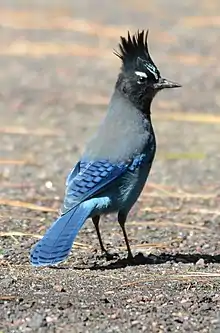 A Steller's Jay, notable with its distinct "shack-shack-shack" call.