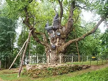 Stelmužė Oak