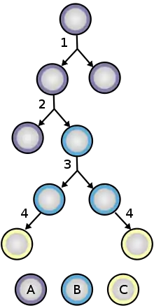 Stem cell division and differentiation