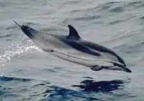 Striped dolphin