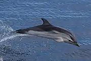 Stenella coeruleoalba Striped dolphin