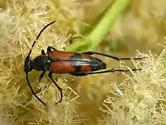 S. bifasciata feeding on Aruncus sylvestris