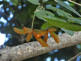 Two clusters of immature fruit