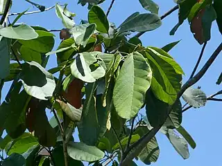 Foliage