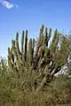 Large plant growing in habitat in Argentina