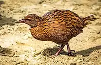 Weka