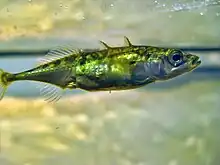 Threespine stickleback (Gasterosteus aculeatus)