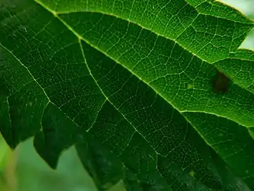 Leaf detail