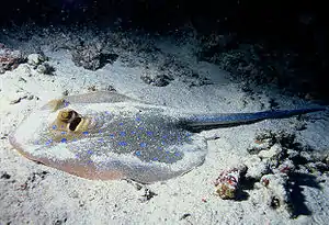 Image 79Bluespotted ribbontail ray resting on the seafloor (from Demersal fish)