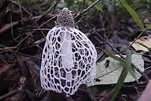 Stinkhorn mushroom