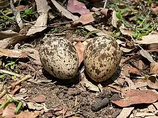 Bush stone-curlew eggs