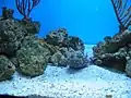 Stone fish