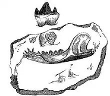 Image 14Illustration of the fossil jaw of the Stonesfield mammal from Gideon Mantell's 1848  Wonders of Geology (from History of paleontology)