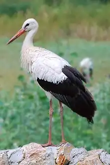 White stork, Ciconia ciconia