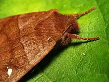 A closeup of the head of the moth above. A small antenna is visible.