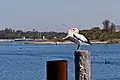 Beak stretching