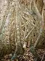 Hollow base of a Strangler Fig, Tooloom Scrub