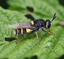 Stratiomyidae a wasp mimic.